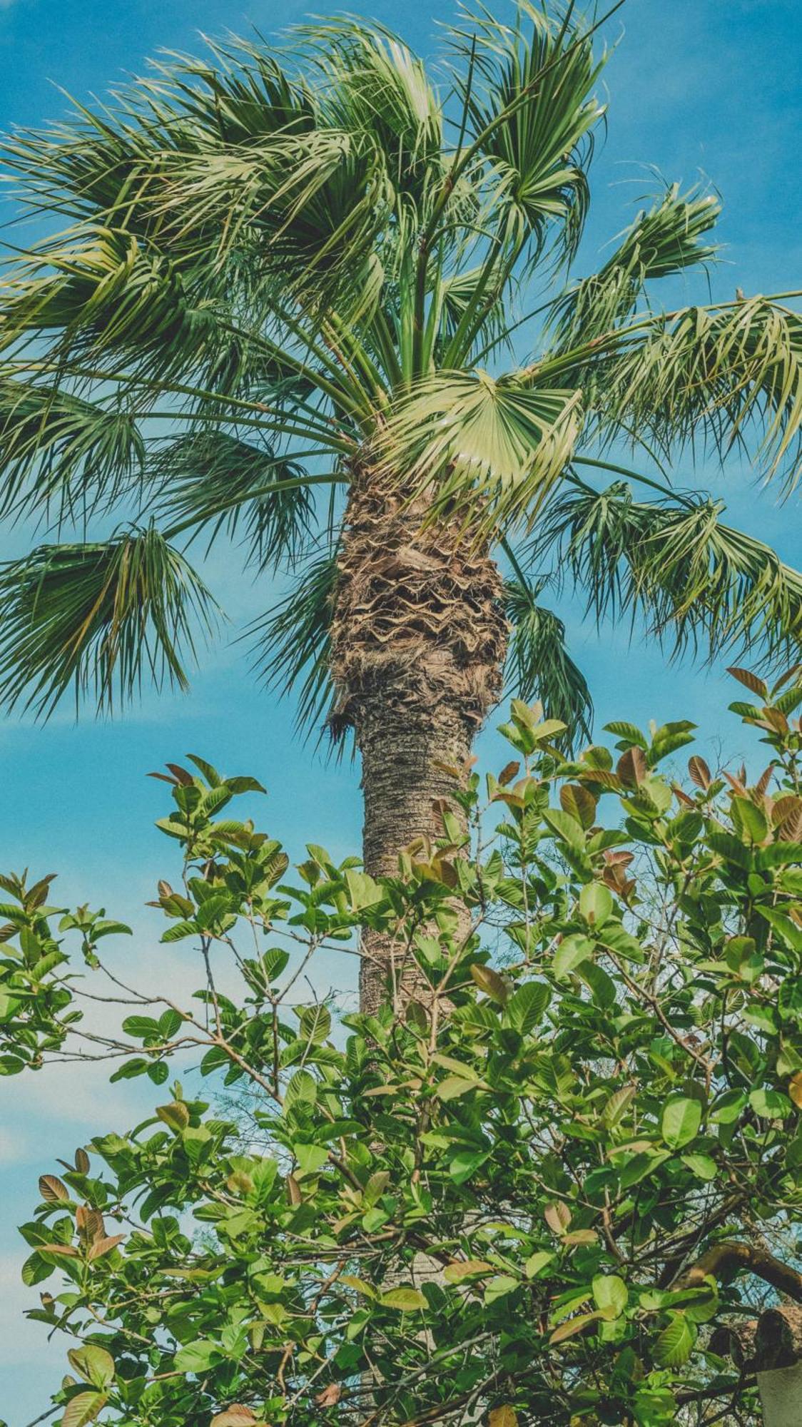 Pine House - Faro Airport, Beach And City Center Екстериор снимка